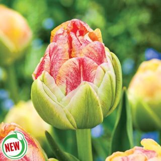 Sprinkle Dip Double Tulip Thumbnail